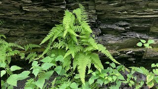 Bulblet Ferns [upl. by Selwyn]