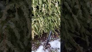 Tsuga canadensis Moon Frost Dwarf White Canadian Hemlock conifers plants gardening shrubs [upl. by Aratahs]