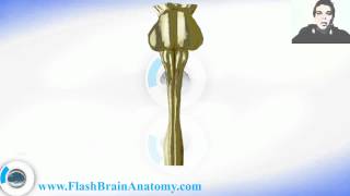 Medulla Spinalis  Spinal Cord Anatomy [upl. by Dickenson785]