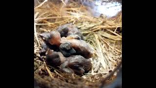 Ep103 Scalybreasted munia Birds Mothers keep babies warm in four nests All bird nests [upl. by Rosalinda]