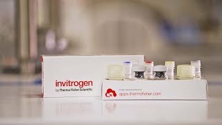 How to run the Invitrogen ProQuantum High Sensitivity Immunoassay kit [upl. by Yekcaj314]