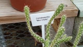 CYLINDROPUNTIA quotMINI CHOLLAquot CACTUS PLANT [upl. by Calli]