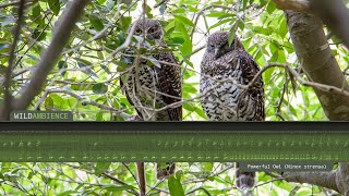 Powerful Owl Calls amp Sounds [upl. by Neelasor]