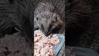 feeding a little hungry hedge hog [upl. by Ellebana586]