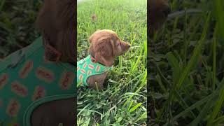 Wiener life 🐾 dachshund animals funnyanimals pets puppy cuteanimals dog doglover happy [upl. by Gnoz]