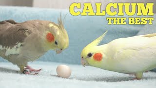 The BEST CALCIUM FOOD For Cockatiel Birds 💯 Cockatiel DIET  Cockatiel FOOD  Cockatiel  Parrot [upl. by Gromme]