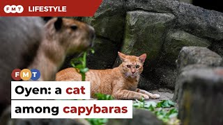 Meet Oyen Zoo Negara’s capybara cat [upl. by Gelhar148]