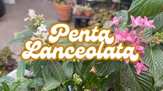 Penta Lanceolata [upl. by Ahsilaf]