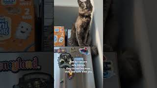 Can I trust my cat shorts cat dilutetortie cutecat catlover catvideos funny [upl. by Walczak]