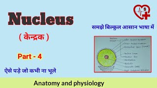 Nucleus  केन्द्रक   Function  anatomy and physiology [upl. by Sayres366]