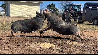 FIGHTING PIGS This happens every time  Raising Pigs On Pasture [upl. by Kiran]