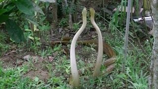 Scary Dancing Snakes  Experience Sri Lanka [upl. by Porche]