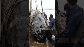 Giant Deep Sea Creature Caught by Fishermen🐙🦑🦀deepseafishing fishingexploration giantseacreature [upl. by Roi]