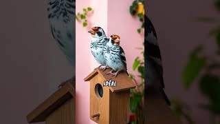 Les meilleurs oiseaux chanteurs pour votre maison [upl. by Adabel]