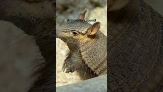 Armadillo’s sound armadillo soundofnature mamals animals wikipedia shortsfeed shortvideo [upl. by Nael]