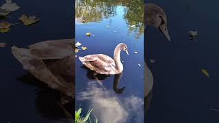 Baby Swan alone love nature animals swan swan [upl. by Leddy613]