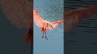 Rate this birds landing 110 Beautiful roseate spoonbill 16x slow motion landing bird wildlife [upl. by Teleya]