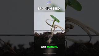 Erodium Seed Drilling Itself facts sciencefacts shorts [upl. by Qifar87]