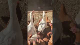 🐔 Quick Chicken Farm Tips amp Fun Hacks 🐣 ChickenFarm FarmLife PoultryLove [upl. by Astto]