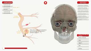 EXPLORANDO EL NERVIO FACIAL APLICACION CREATIVA E INTERACTIVA [upl. by Yelich721]