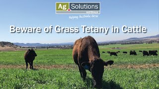 Beware of Grass Tetany in Cattle [upl. by Pirali]