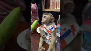 How This Baby Monkey Eats Will Make You Go Aww [upl. by Anaehr]