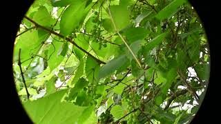 Vitis riparia Riverbank Grape on the river bank [upl. by Isaak]