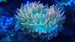 Rose Bubble Tip Anemone [upl. by Kaylee]