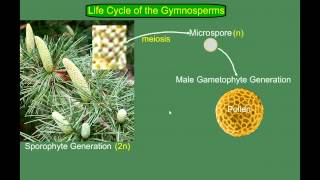 Gymnosperm Pine Life Cycle [upl. by Emmy434]