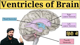 Ventricles of Brain  Lateral Ventricle Third ventricle Fourth Ventricle in Hindi  Anatomy [upl. by Eimmot]