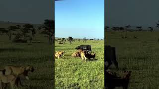 quotHeartbreaking Moment Buffalos Brave Attempt to Rescue Her Friend Failsquot [upl. by Ahgiela]