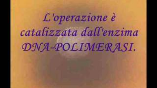 Il Dna e la Polimerasi [upl. by Fagan]