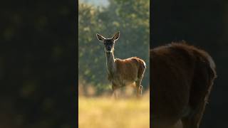 Atemberaubende Begegnung 🦌 [upl. by Nosyerg]