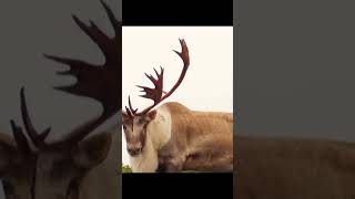 Markhor hunting shorts youtubeshorts today my best shoot of my hunting best [upl. by Annmarie761]