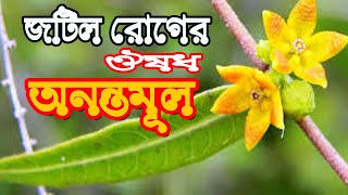 অনন্তমূল লতার ঔষধী গণাগুণ। [upl. by Joon]