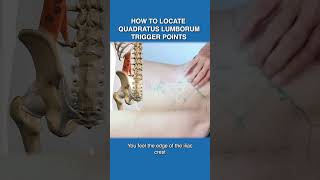 How To Locate Quadratus Lumborum Trigger Points [upl. by Gweneth]