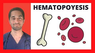 HEMATOPOYESIS  HEMATOLOGÍA [upl. by Aia]