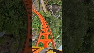 Conquering Tigris at Busch Gardens 🐯 🌾 rollercoaster amusementpark themepark buschgardens [upl. by Htims]