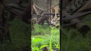 紅毛猩猩Bornean OrangutanTaipei Zoo [upl. by Veno]