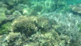 Crowning Glory Reef Snorkeling Culion Palawan Philippines [upl. by Alberta475]