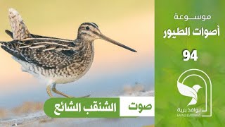 صوت الشنقب الشائع Common snipe sound [upl. by Haisa]