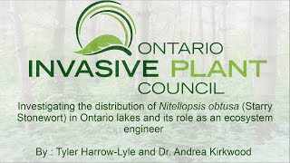 Investigating the distribution of Nitellopsis obtusa Starry Stonewort in Ontario lakes [upl. by Miche]