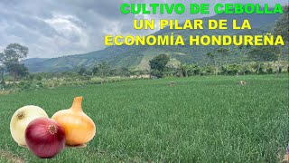 El Cultivo de Cebolla y su aporte a la Economía de Honduras [upl. by Fish871]