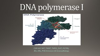 DNA Polymerase 1 amp Klenow Fragment Tamil CSIR NET TNSET GATE  PGTRB BSc MSc PhD [upl. by Blader]