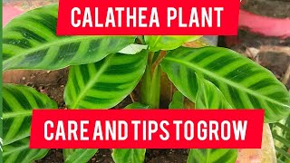 Calathea prayer plant  care and tips with complete informationAll about Calathea ytvideo [upl. by Fem]