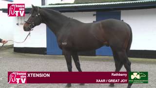 Xtension stallion standing at Rathbarry Stud  Irish Stallion Trail 2015 [upl. by Hut]