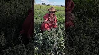 How to Forage for Medicinal Herb Horehound Wilderness Survival Apothecary [upl. by Karp]