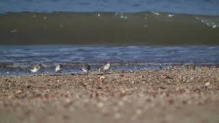 紅胸濱鷸 Rednecked stint 金門 20240929 [upl. by Stoller995]