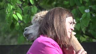 Entrevista Documental Alpacas de la Tierruca  La Esquila de la Alpaca [upl. by Max]