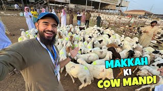 Pehli baar Makkah ki cow mandi dekhi 🐂🐪🐐 [upl. by Uball72]